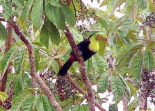 Toucans at Punta Duarte Gardens