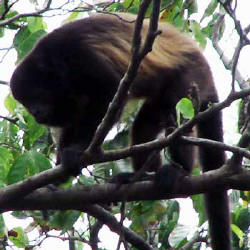 Howlers are also frequent visitors at the area of Punta Duarte Gardens.